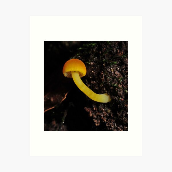 Item preview, Hygrocybe?2 designed and sold by Colin12.