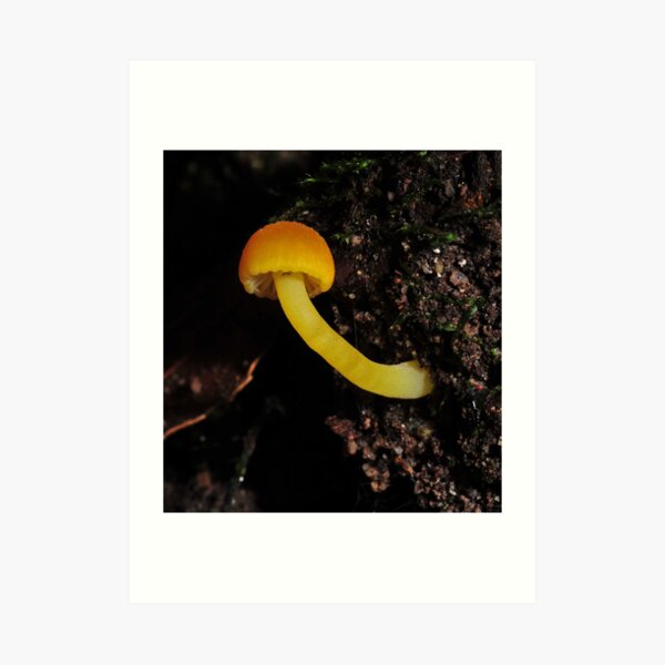 Hygrocybe?2 Art Print