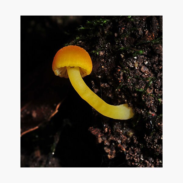 Item preview, Hygrocybe?2 designed and sold by Colin12.