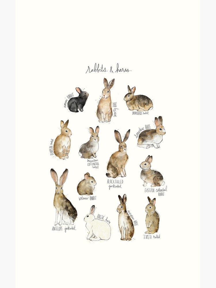 Conejos y Liebres de AmyHamilton