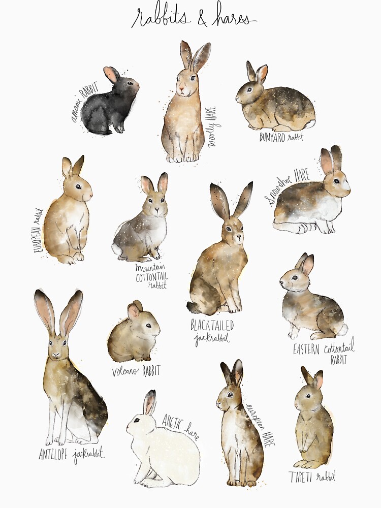 Rabbits & Hares by AmyHamilton