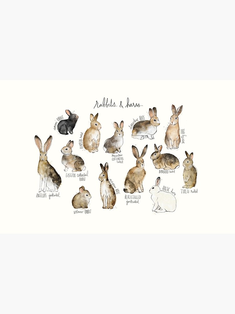 Rabbits & Hares by AmyHamilton
