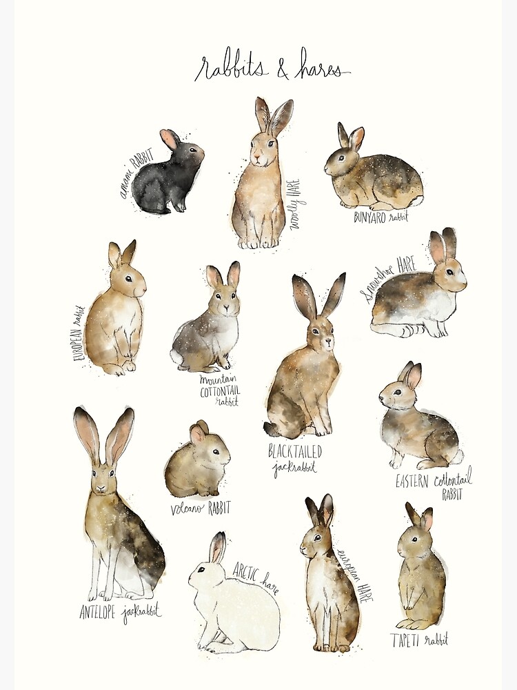 Rabbits & Hares by AmyHamilton