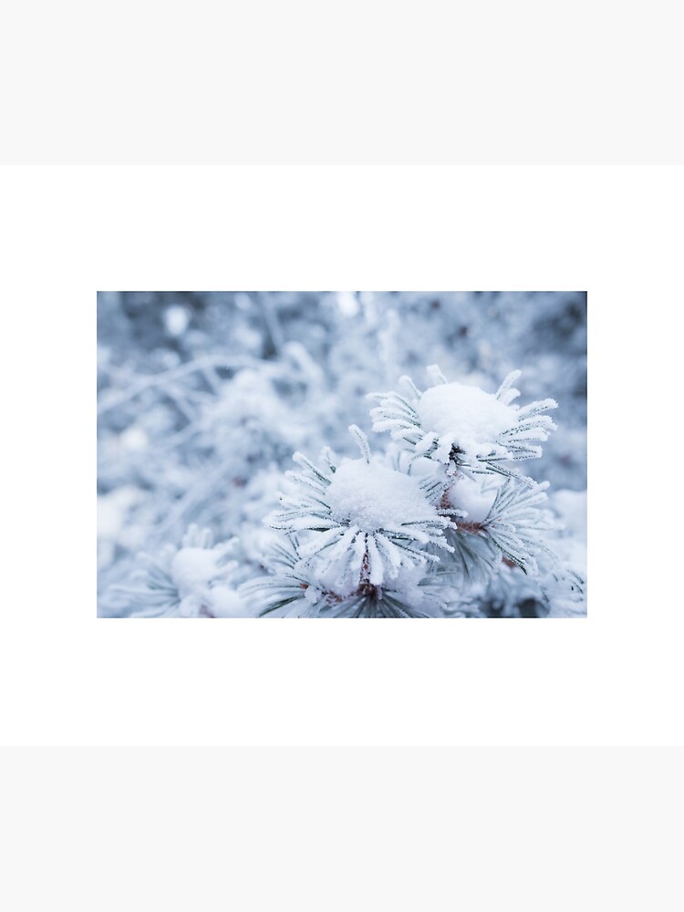 Hoarfrost on conifer tree needles by Juhku