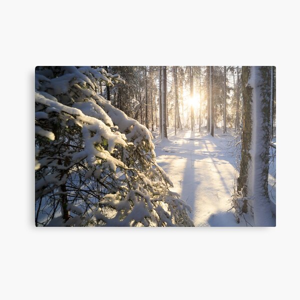 Sunshine in winter forest evening Metal Print