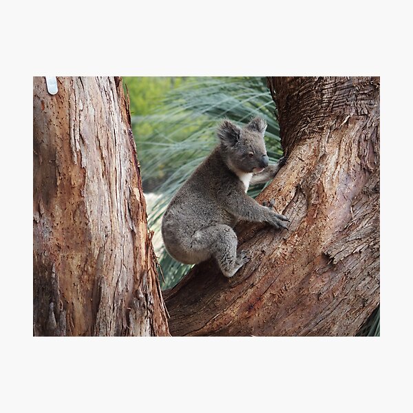 Kangaroo Island Koala Photographic Print