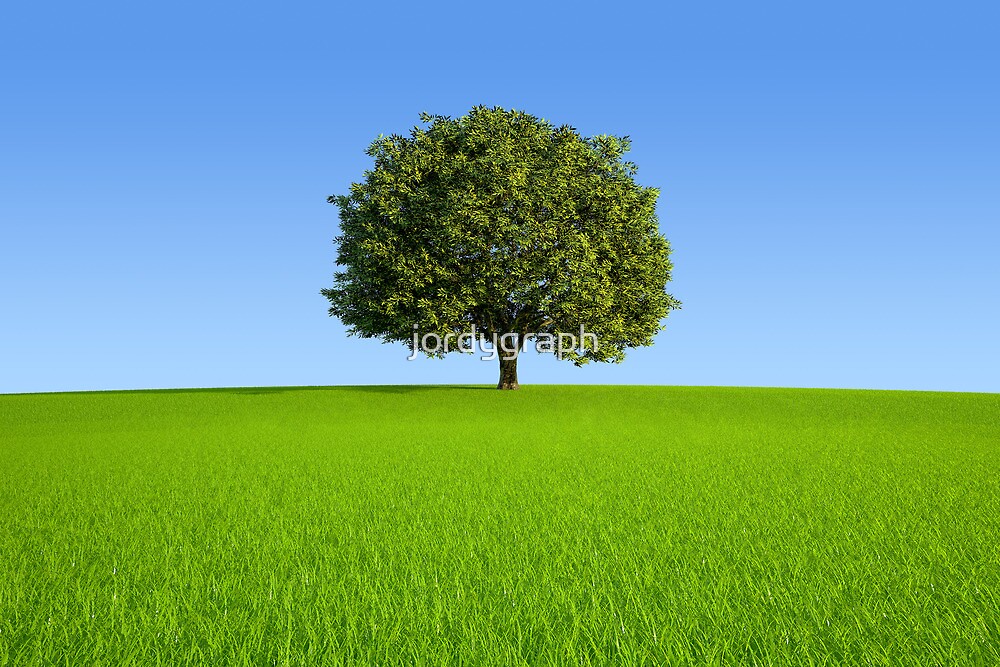 "Single tree on hill " by jordygraph  Redbubble