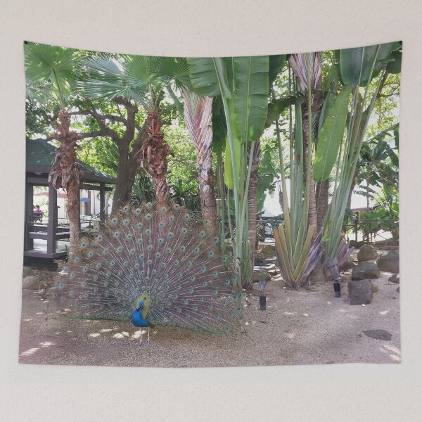 Item preview, Peacock in Atlantic Garde, Hilton, San Juan, Puerto Rico designed and sold by galina-art.