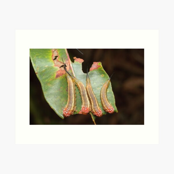 Red Long-Tail Sawfly Larvae Art Print