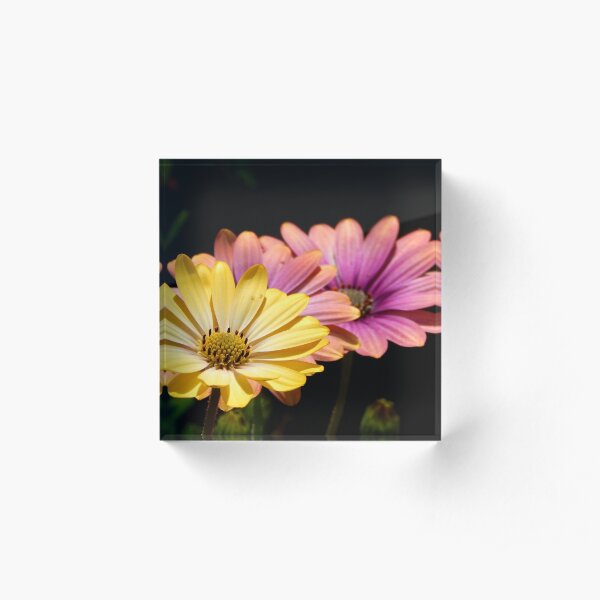 Two Together Acrylic Block