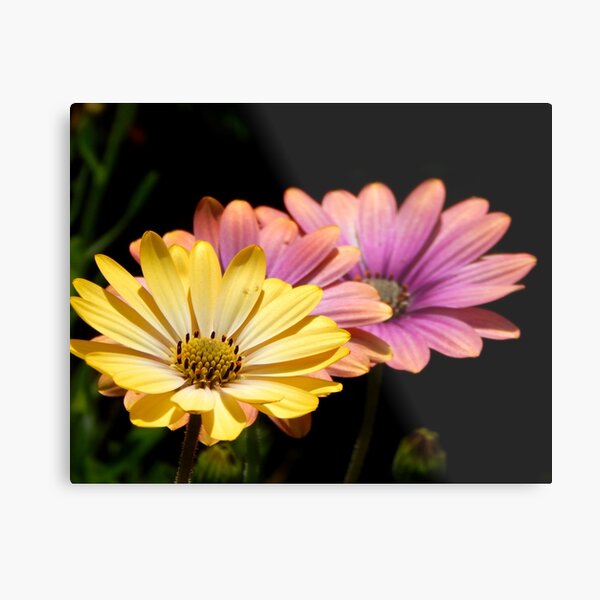 Two Together Metal Print