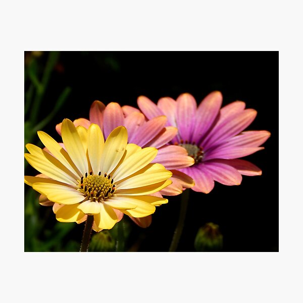 Two Together Photographic Print
