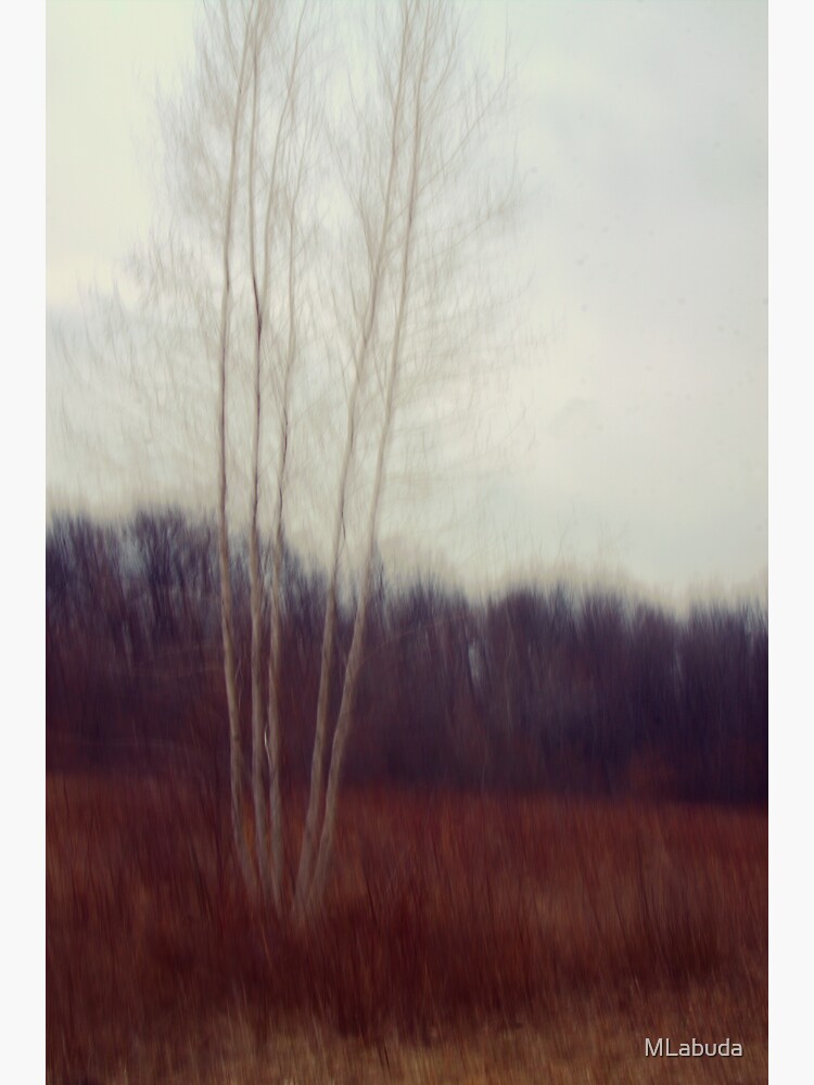 Lone Birch by MLabuda