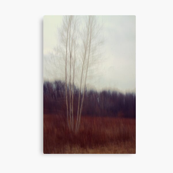 Lone Birch Canvas Print