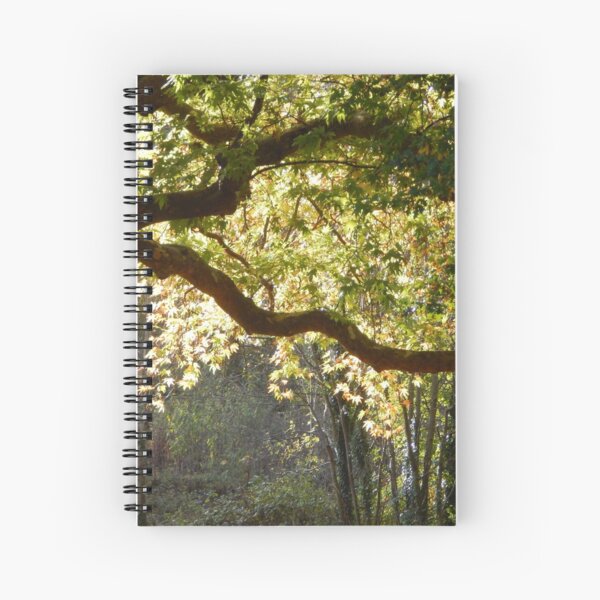 In a Sunlit Woods Spiral Notebook
