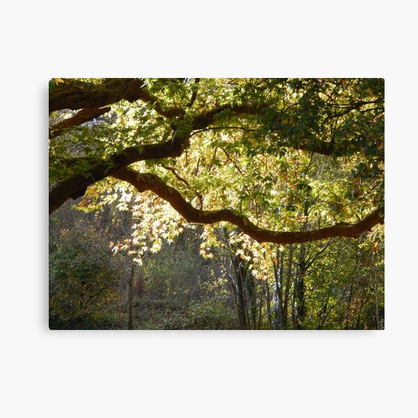 In a Sunlit Woods Canvas Print
