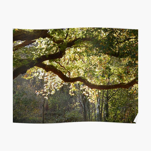In a Sunlit Woods Poster