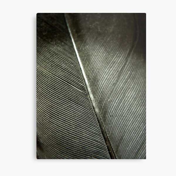 The Feather Metal Print