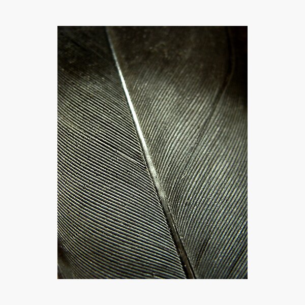 The Feather Photographic Print