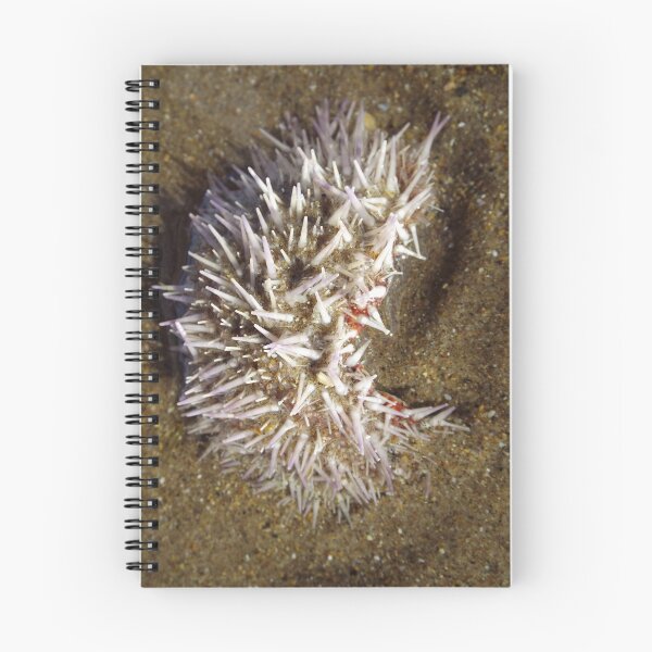 Item preview, Little Urchin designed and sold by MeyrellesMartin.