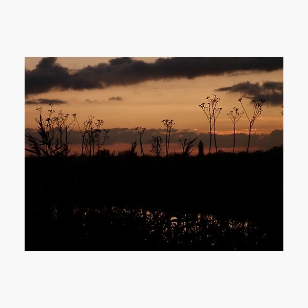 Sunset seed heads Photographic Print