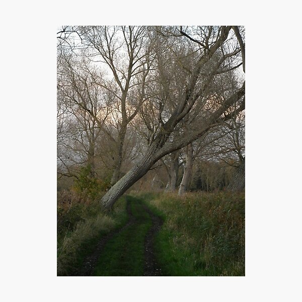Wooded path Photographic Print