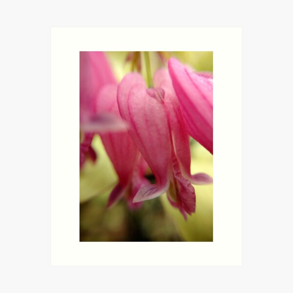 Bleeding Heart Art Print