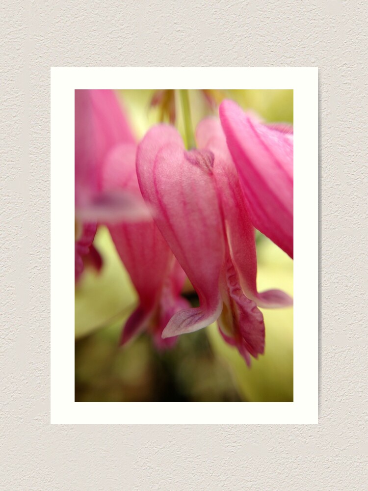 Alternate view of Bleeding Heart Art Print
