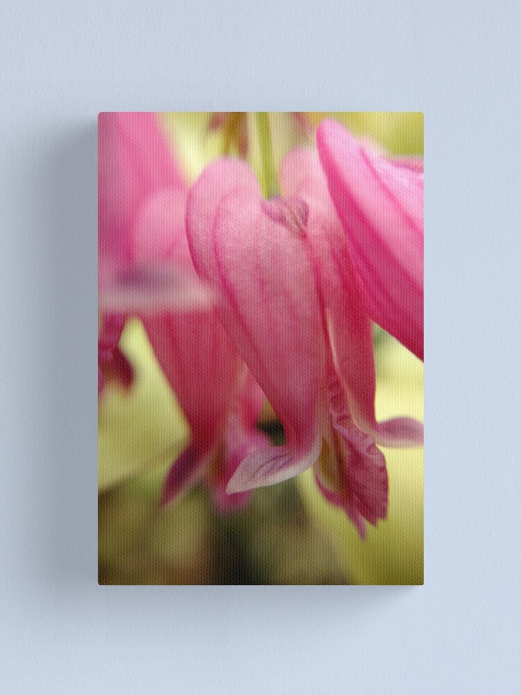 Alternate view of Bleeding Heart Canvas Print