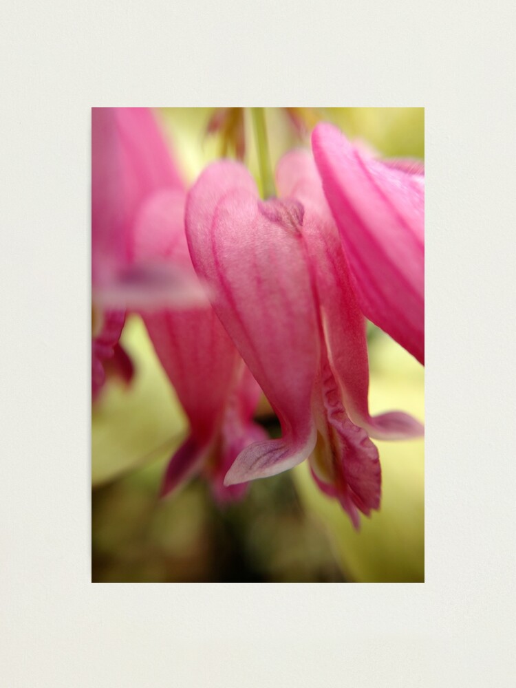 Alternate view of Bleeding Heart Photographic Print