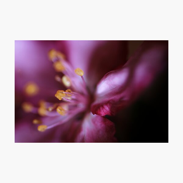 Crabapple Blossom Photographic Print