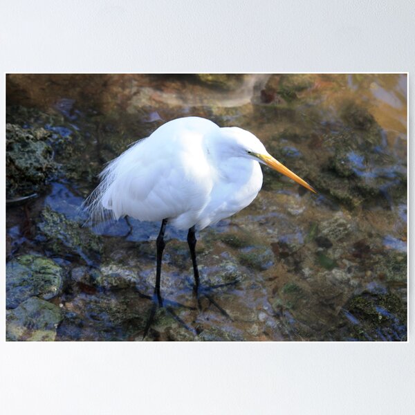 Item preview, Great Egret In Shallow Water designed and sold by AuntDot.