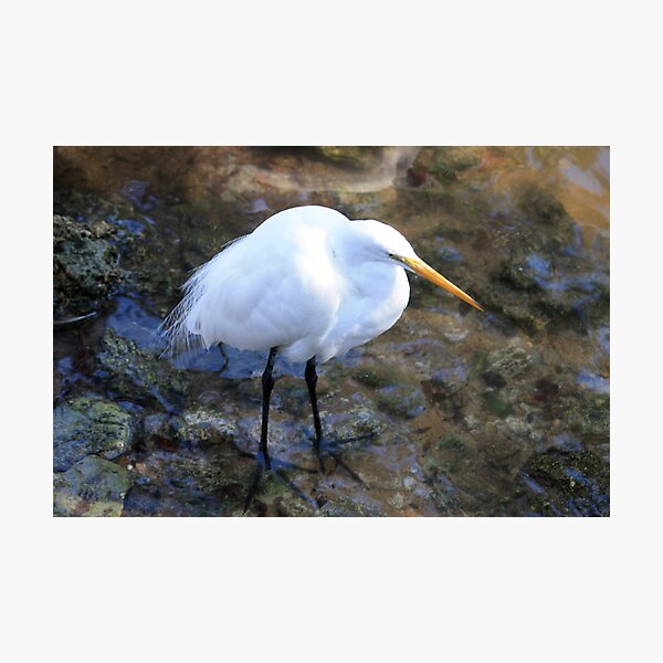 Artikelvorschau, Great Egret In Shallow Water entworfen und verkauft von AuntDot.