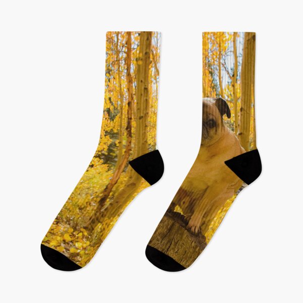 Item preview, Podium Pug in Autumn Aspen Glow designed and sold by pugventurephoto.