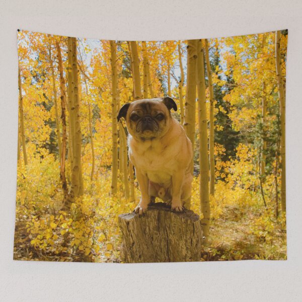 Item preview, Podium Pug in Autumn Aspen Glow designed and sold by pugventurephoto.