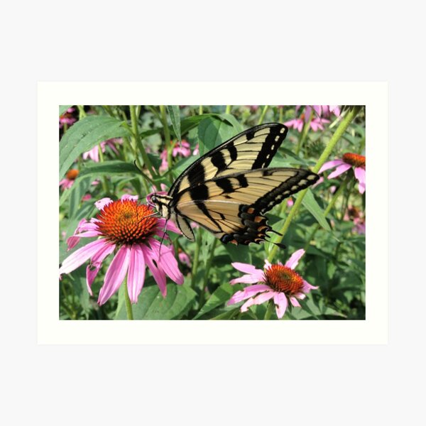 Butterfly Art Print