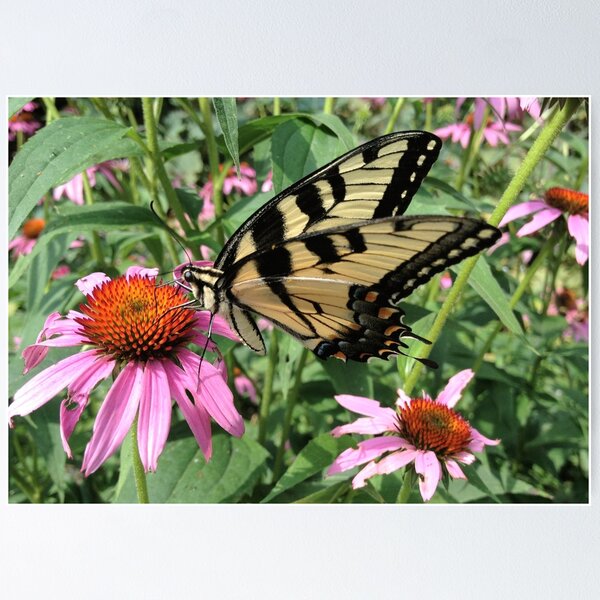 Butterfly Poster
