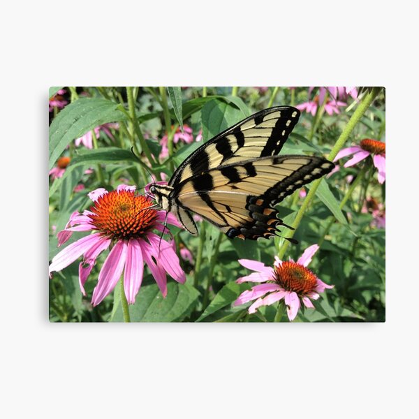 Butterfly Canvas Print