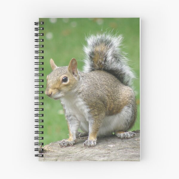 Item preview, Grey Squirrel on a Log Photograph designed and sold by naturegallery.