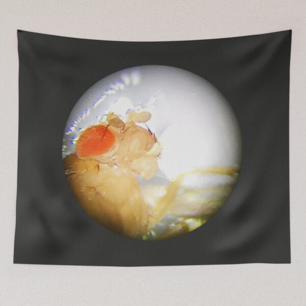 Item preview, Fruit Fly (Reggie) designed and sold by Squid-ink-art.