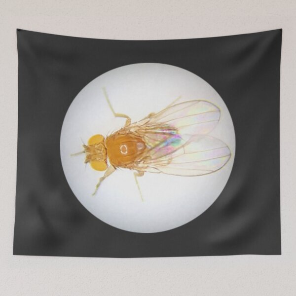 Item preview, Fruit Fly (Robbie) designed and sold by Squid-ink-art.