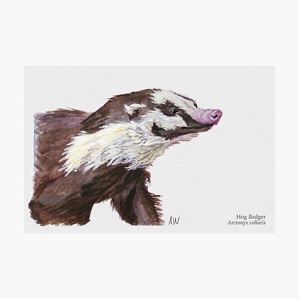 Hog Badger Photographic Print