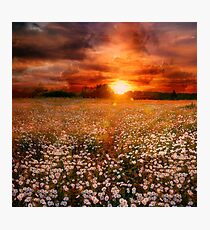 Daisies field Photographic Print
