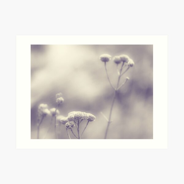 Memories - Lou Campbell Nature Preserve Art Print