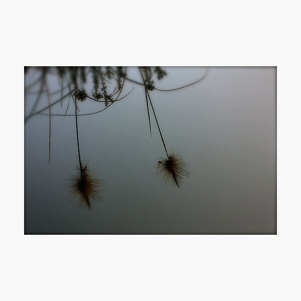 A Little Alien is Watching You..... Photographic Print