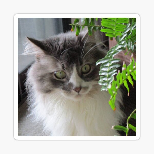 Kitty Looking Through Ferns Sticker