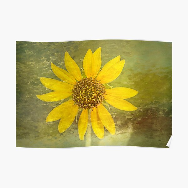 Desert Sunflower Poster