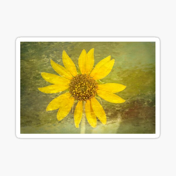 Desert Sunflower Sticker