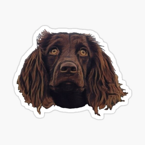 "Boykin" Sticker for Sale by GoldeneyeGundog Redbubble