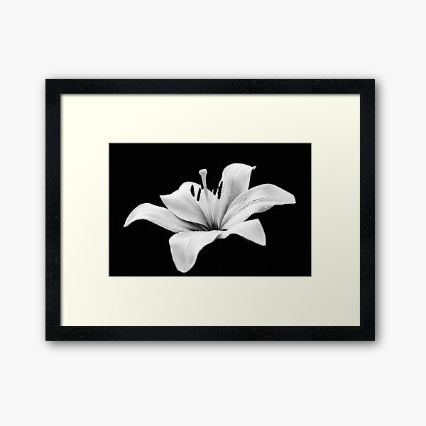 Item preview, White lily - monochrome designed and sold by Agnes McGuinness.